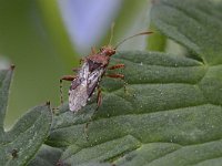 Rhopalus subrufus 2, Geblokte glasvleugelwants, Saxifraga-Tom Heijnen