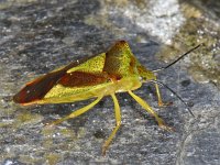 Acanthosoma haemorrhoidale 01 #10052 : Acanthosoma haemorrhoidale, Hawthorn Shieldbug