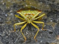 Acanthosoma haemorrhoidale 01 #10053 : Acanthosoma haemorrhoidale, Hawthorn Shieldbug