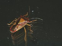 Acanthosoma haemorrhoidale 5, Foto Fitis-Sytske Dijksen