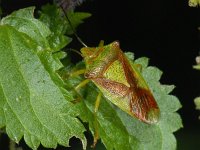 Acanthosoma haemorrhoidale #09362 : Acanthosoma haemorrhoidale, Hawthorn Shieldbug