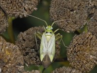 Adelphocoris quadripunctatus