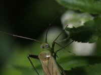 Adelphocoris quadripunctatus 2, Saxifraga-Rutger Barendse