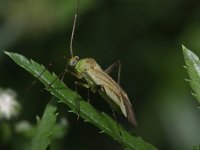 Adelphocoris quadripunctatus 3, Saxifraga-Rutger Barendse