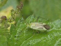 Adelphocoris quadripunctatus N0733 : Adelphocoris quadripunctatus