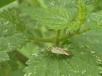 Adelphocoris quadripunctatus N0828 : Adelphocoris quadripunctatus