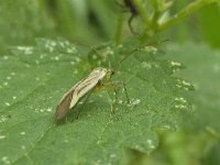 Adelphocoris quadripunctatus N0834 : Adelphocoris quadripunctatus