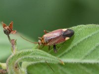 Adelphocoris ticinensis 2, Saxifraga-Rutger Barendse