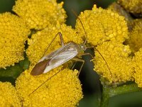 Adelphocoris lineolatus #03521 : Adelphocoris lineolatus, Lucerne Plantbug