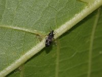 Anthocoris confusus 2, Saxifraga-Rutger Barendse