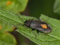 Aphanus rolandri #07684 : Aphanus rolandri