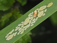 Aphididae sp Green fly