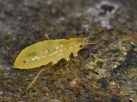 Bladluis spec #10349 : Aphids, Plant lice, Bladluis