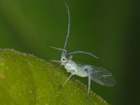 Bladluis spec #12213 : Aphids, Plant lice, Bladluis