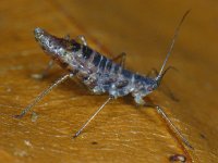 Bladluis spec #10400 : Aphids, Plant lice, Bladluis