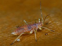 Bladluis spec #10432 : Aphids, Plant lice, Bladluis