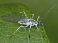 Bladluis spec #10504 : Aphids, Plant lice, Bladluis