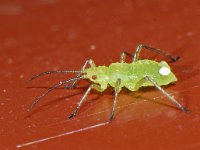 Bladluis spec #06568 : Aphids, Plant lice, Bladluis