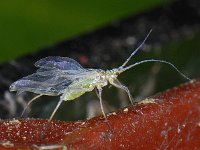 Bladluis spec #07652 : Aphids, Plant lice, Bladluis