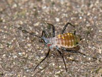 Bladluis spec #09542 : Aphids, Plant lice, Bladluis