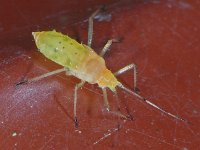 Bladluis spec #09710 : Aphids, Plant lice, Bladluis