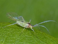 Bladluis spec #09736 : Aphids, Plant lice, Bladluis