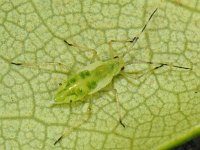 Bladluis spec #09943 : Aphids, Plant lice, Bladluis