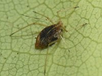 Bladluis spec #09948 : Aphids, Plant lice, Bladluis