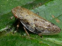 Aphrophora alni 2, Saxifraga-Ab H Baas