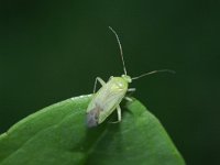 Apolygus lucorum 2, Saxifraga-Rutger Barendse