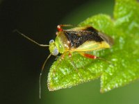 Apolygus limbatus #08191a : Apolygus limbatus, very rare