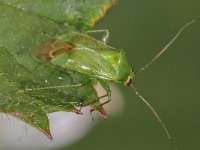 Apolygus spinolae 2, Saxifraga-Ab H Baas