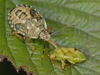 Arma custos #13820 : Arma custos, Snuitkeverwants, nymph 5e stage, with prey Elasmostethus interstinctus