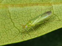 Blepharidopterus angulatus 3, Zwarte kniewants, Saxifraga-Ab H Baas