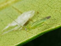 Blepharidopterus angulatus 4, Zwarte kniewants, Saxifraga-Ab H Baas