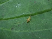 Campyloneura virgula 10, Saxifraga-Rutger Barendse