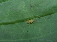 Campyloneura virgula 11, Saxifraga-Rutger Barendse