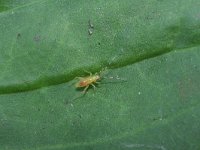 Campyloneura virgula 12, Saxifraga-Rutger Barendse