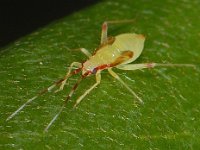 Campyloneura virgula #07846 : Campyloneura virgula, nymph 5e stage