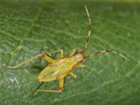 Campyloneura virgula 6, nymf, Saxifraga-Ab H Baas