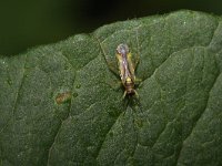 Campyloneura virgula 7, Saxifraga-Rutger Barendse