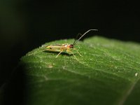 Campyloneura virgula 8, Saxifraga-Rutger Barendse