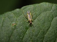 Campyloneura virgula 9, Saxifraga-Rutger Barendse