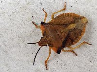 Carpocoris fuscispinus N0951 : Carpocoris fuscispinus