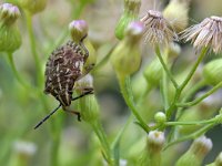 Carpocoris purpureipennis 8, Knoopkruidschildwants, Saxifraga-Tom Heijnen