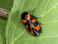 Cercopis vulnerata, Red-and-black Froghopper