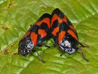 Cercopis vulnerata #07219 : Cercopis vulnerata, Red-and-black Froghopper, Bloedcicade, copula