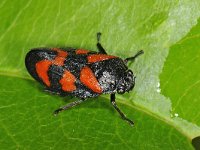 Cercopis vulnerata 01 #47753 : Cercopis vulnerata, Bloedcicade