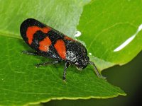 Celypha lacunana #47754 : Cercopis vulnerata, Bloedcicade