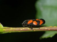 Cercopis vulnerata 5, Bloedcicade, Saxifraga-Kees Marijnissen